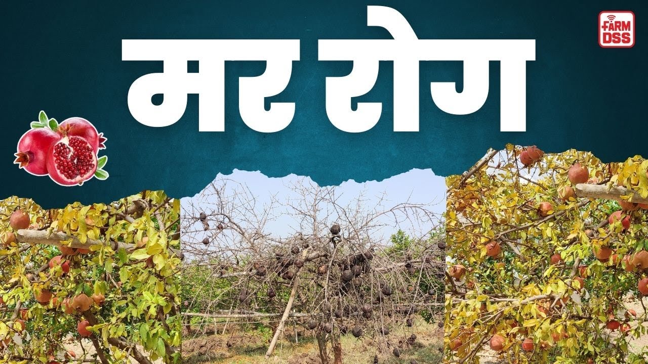 मर रोग | Wilt @BTGore