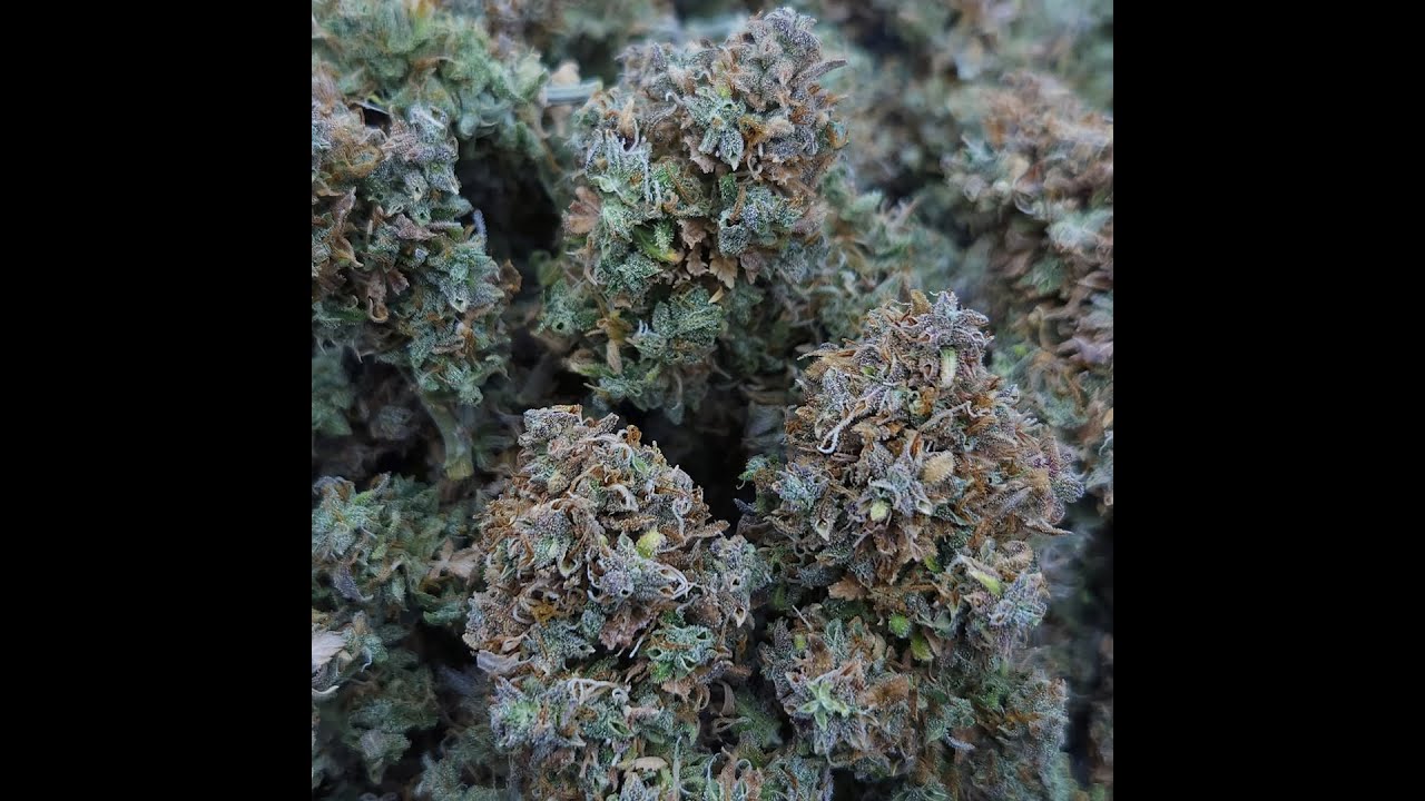 Gorilla Glue #4 (Auto) | Seed to Harvest Timelapse