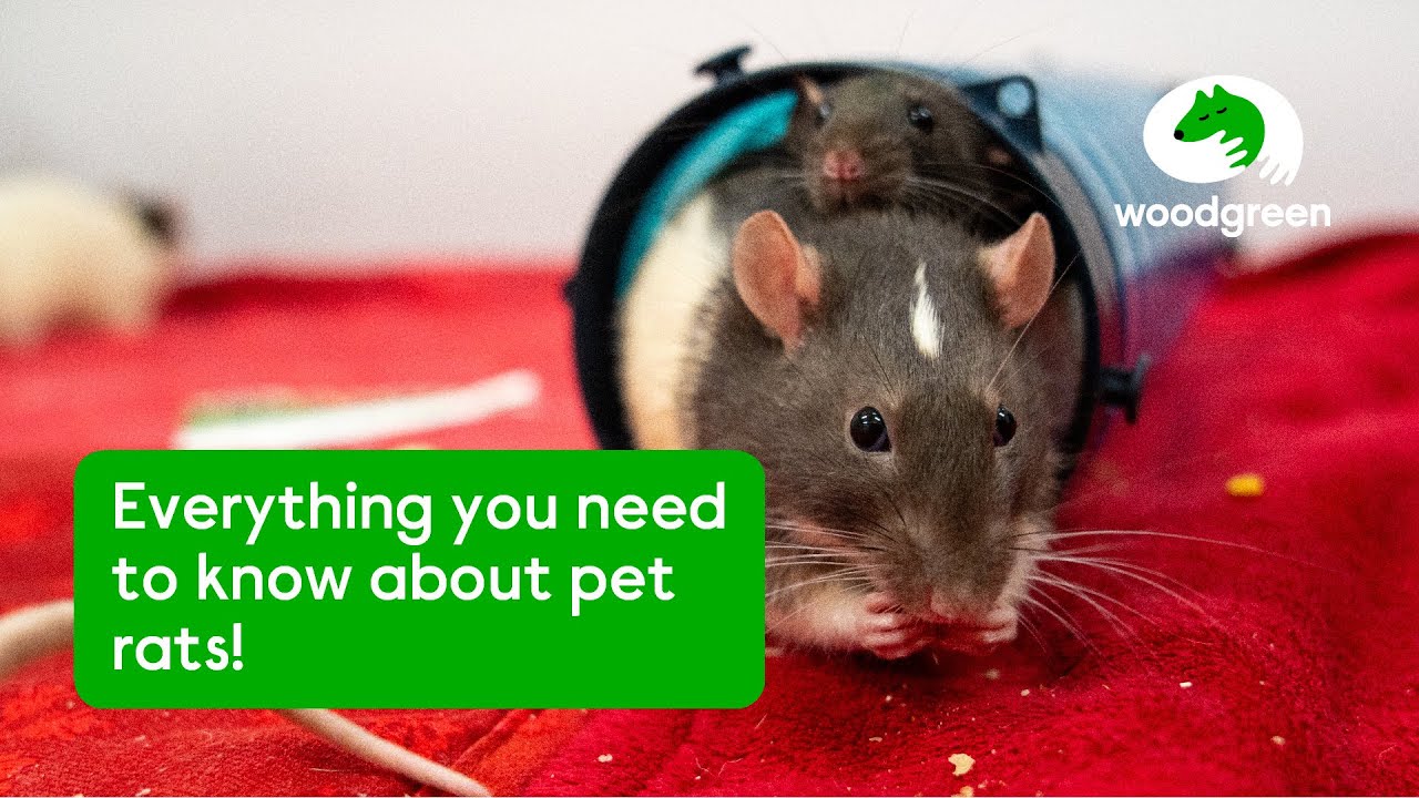 What to think about when getting pet rats | Woodgreen Pets Charity