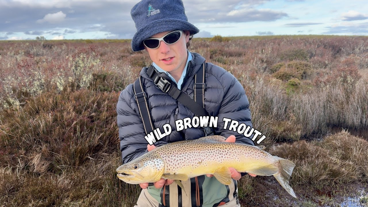 The HUNT for a true highland brown...