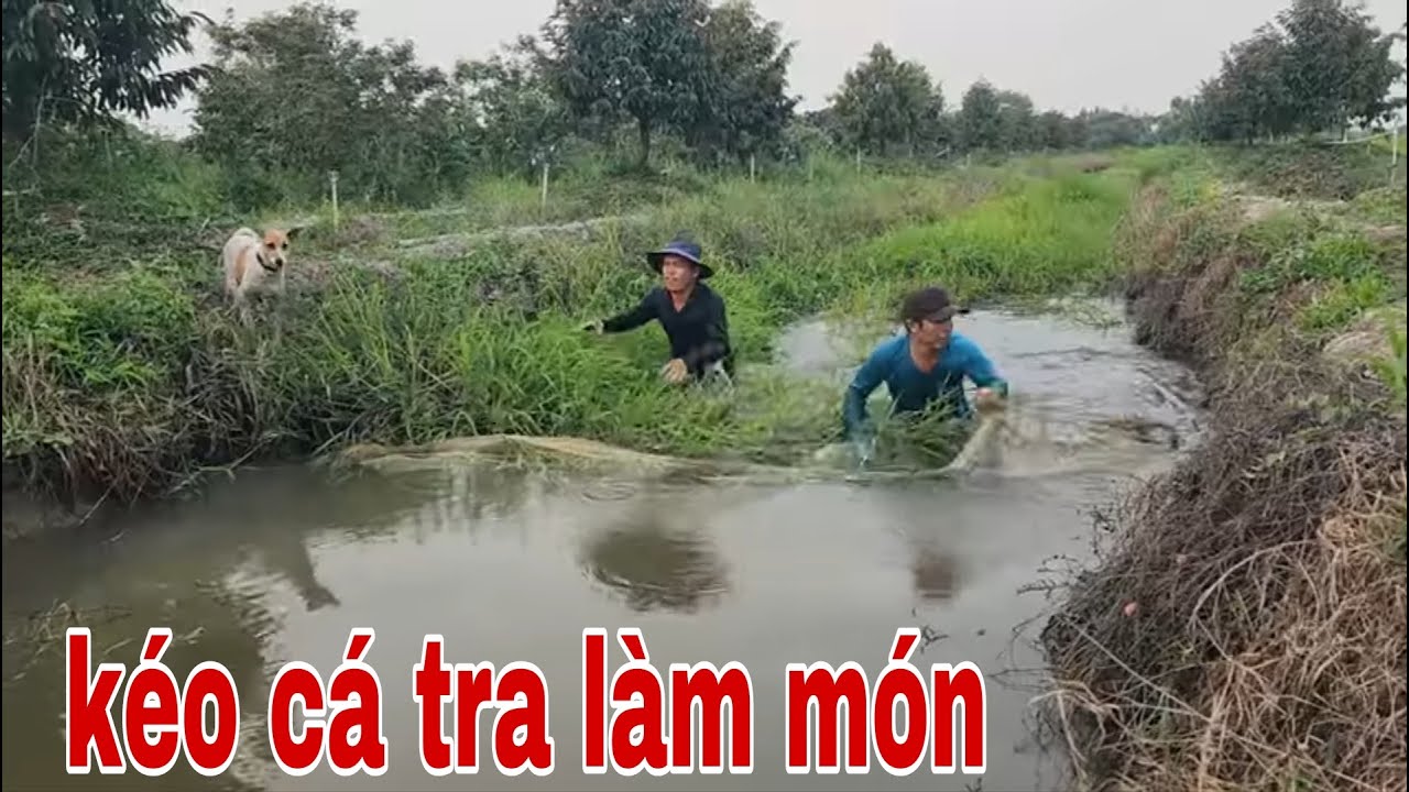 Quá Vui Mấy Anh Em Dùng Chài Đi Kéo Cá Tra Nấu Món Cá Tra Nấu Mẻ # SĂN BẮT ĐỒNG THÁP #