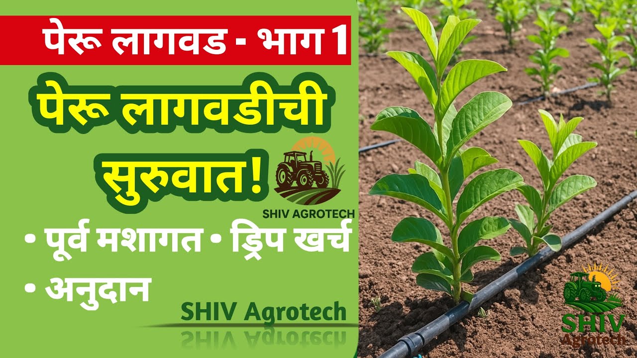 SHIV Agrotech | पेरू लागवड भाग 1 | पूर्व मशागत नियोजन, ड्रिप खर्च, अनुदान योजना & रोपांतील अंतर
