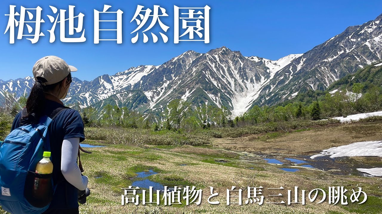 【夫婦登山】絶景！高山植物と白馬三山を眺める初夏の栂池自然園