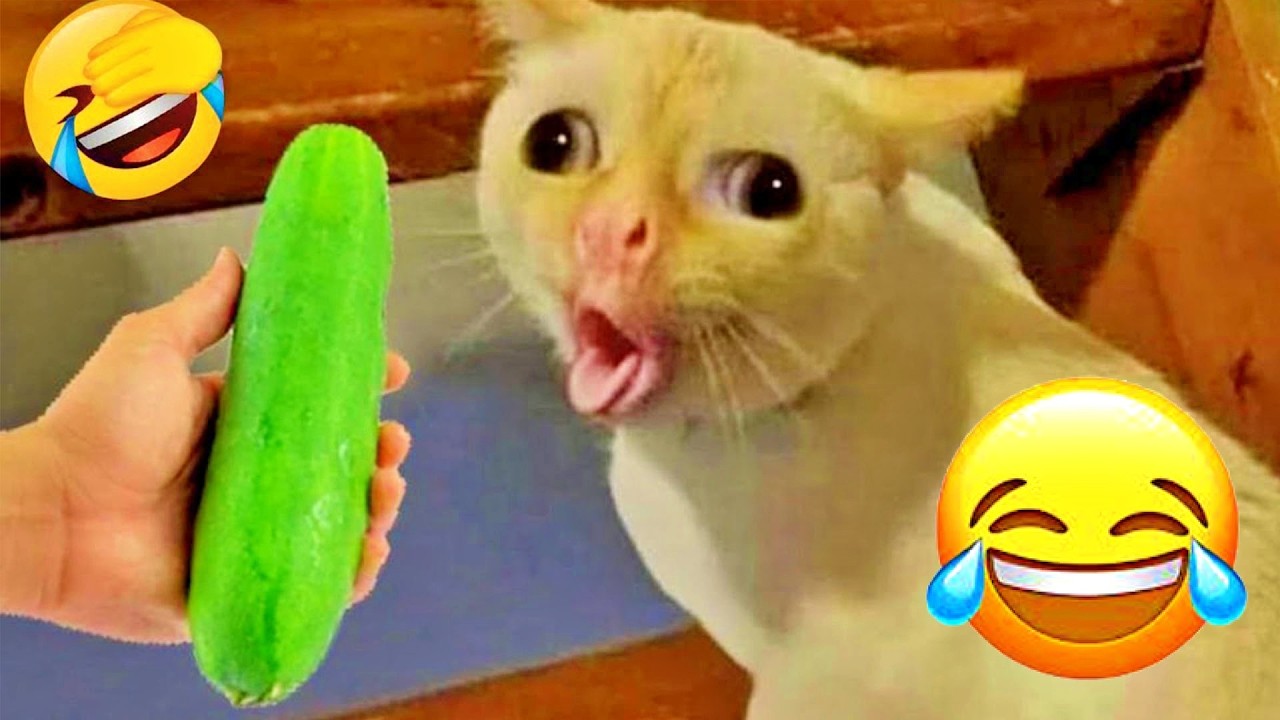 You Laugh You Lose😍Funniest Dogs and Cats 2026😹🐶