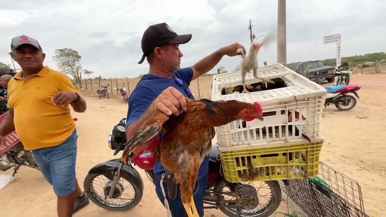 Feira das Galinhas em Senador Rui palmeira - AL 20 - 01 - 2026 #nordeste