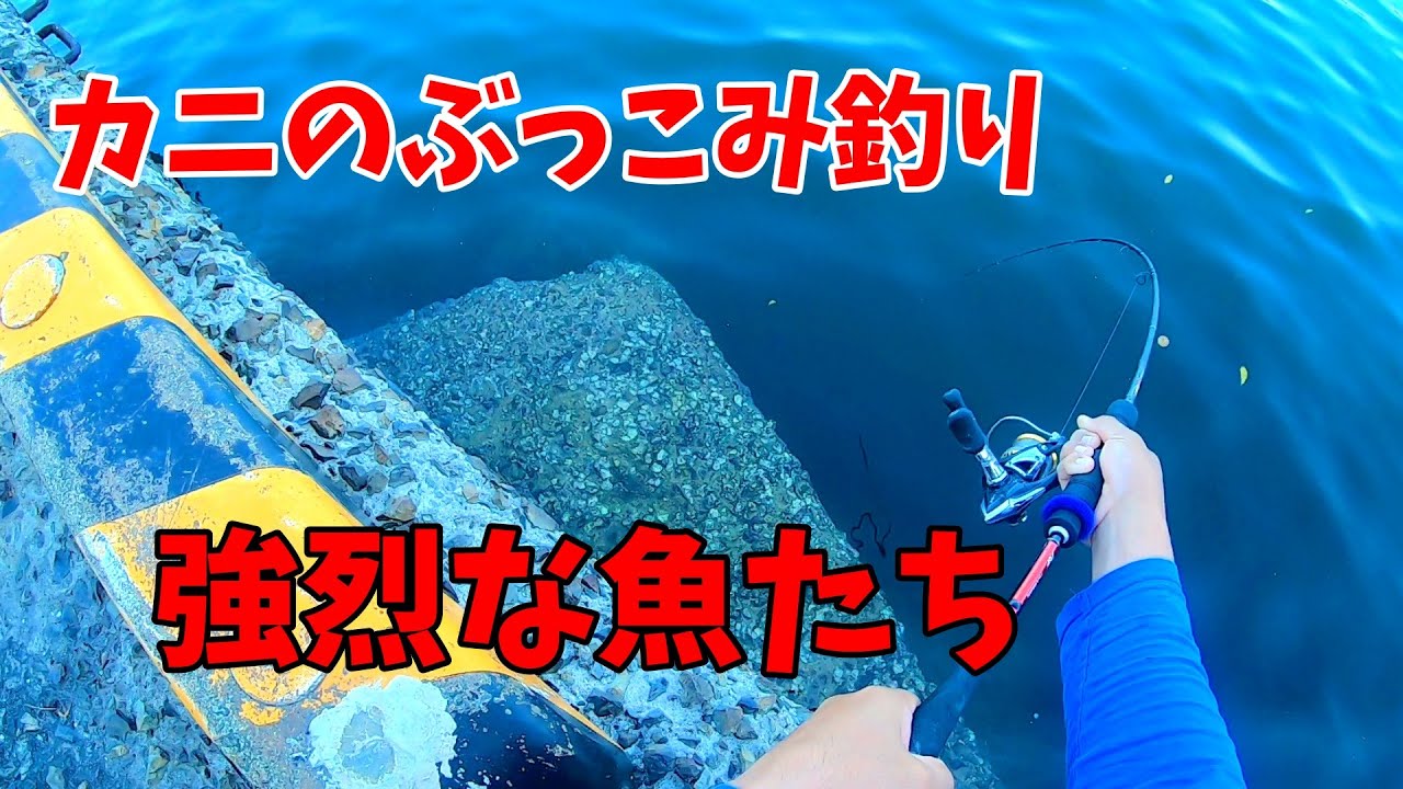 【身近な防波堤・港】でカニのぶっこみ釣りをしたら 強烈なアタリの連続【10月】