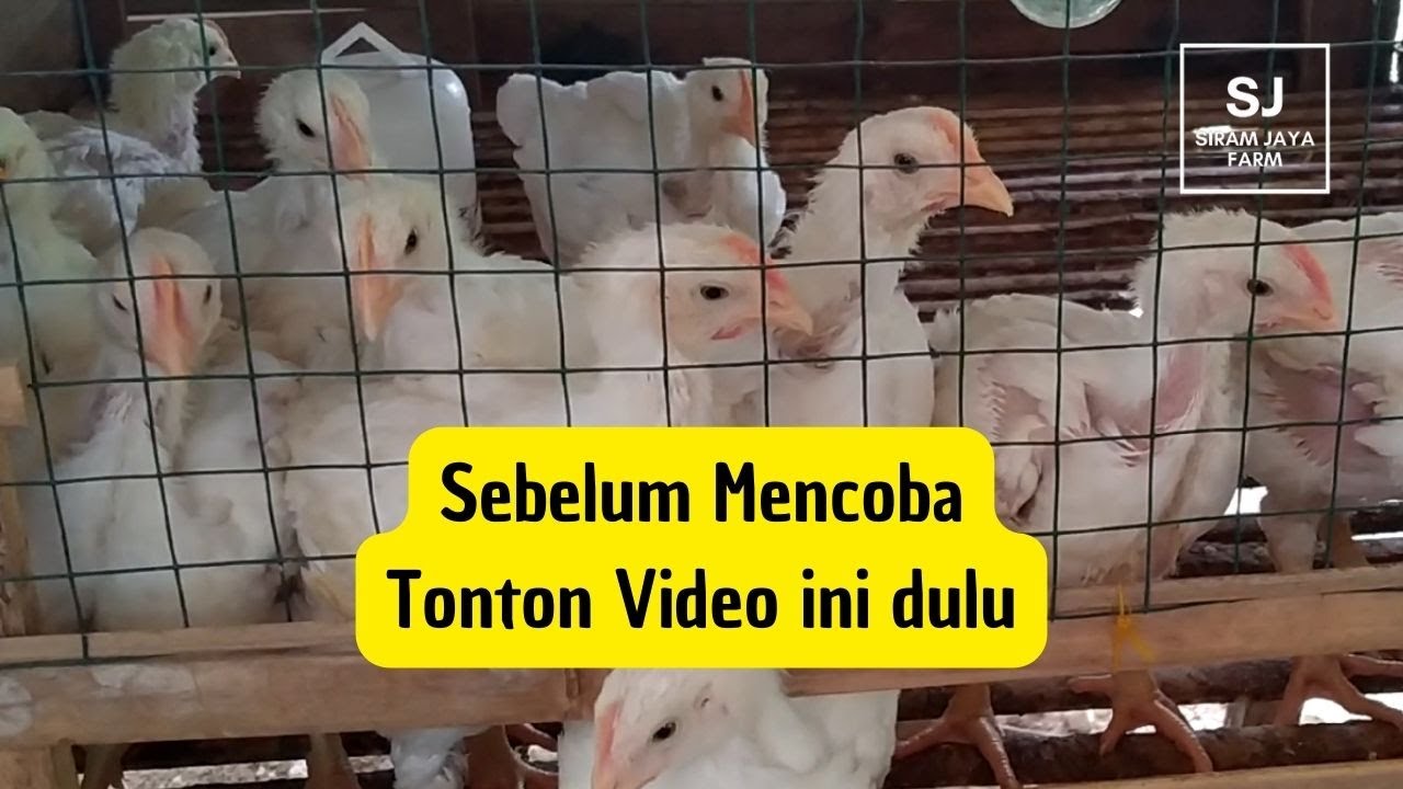 CARA BETERNAK AYAM BROILER SKALA RUMAHAN – Percobaan Ke-1