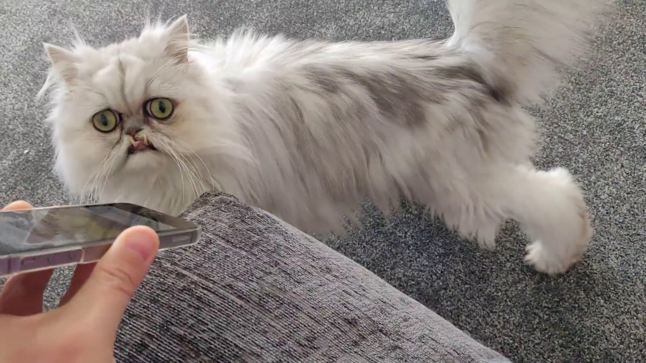 Wilfred's adorable reaction when he hears a cat on a video 🤗