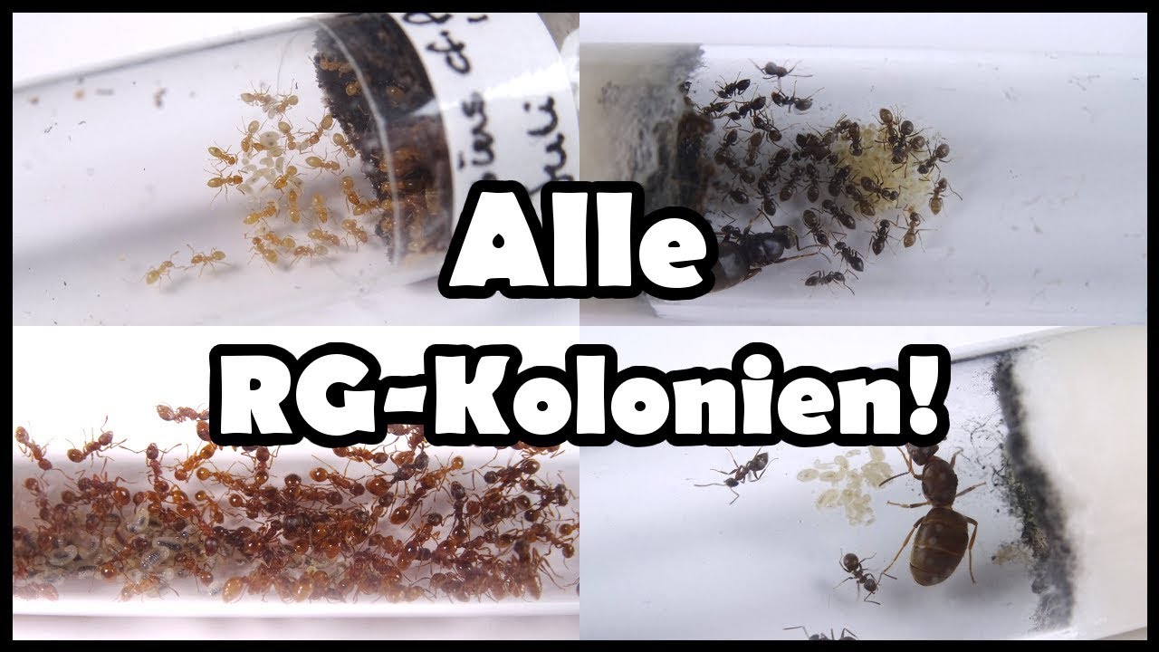 Ende der Winterruhe - Wie geht es den Ameisen?