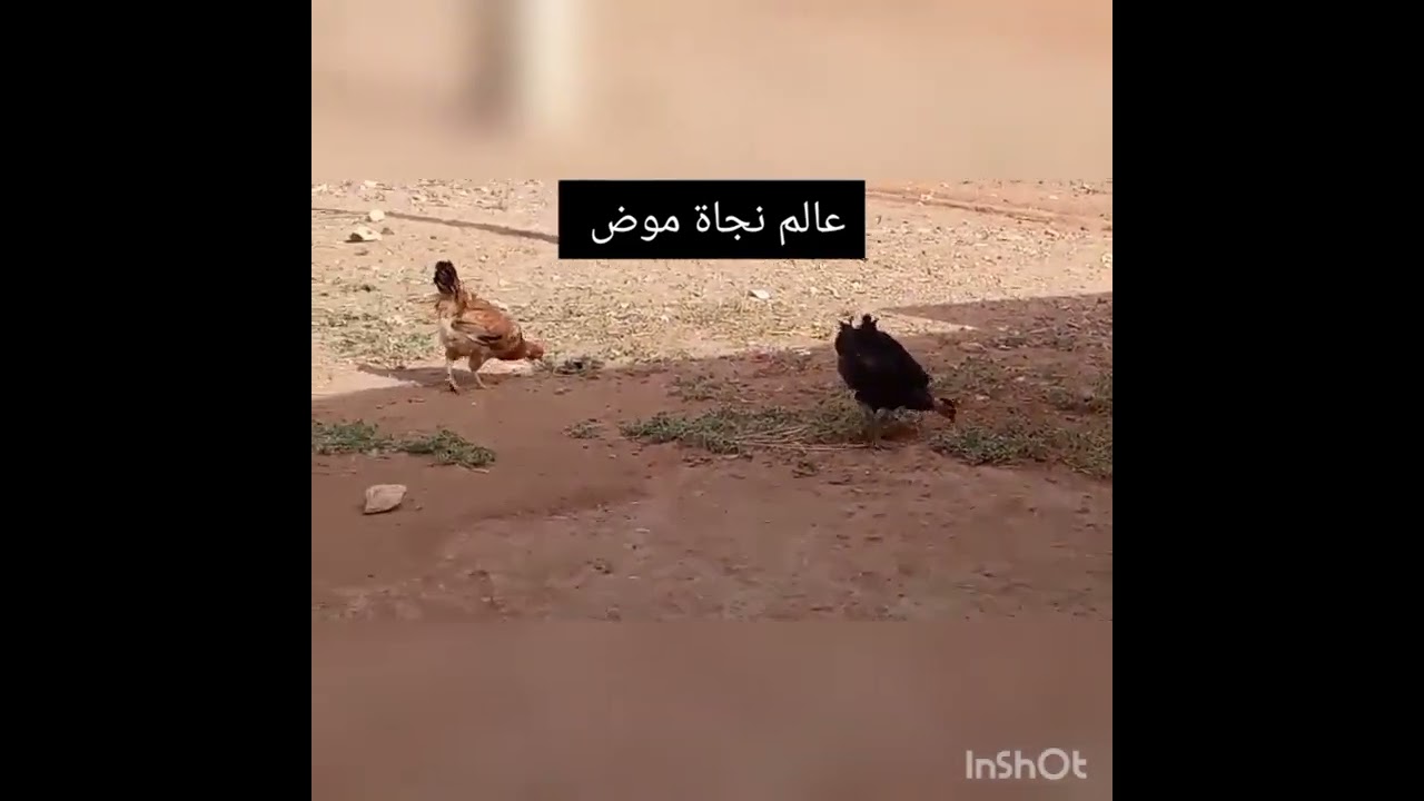 جولة في العروبية دكالة من تصوير بنت اخي الله يعطيها الصحة