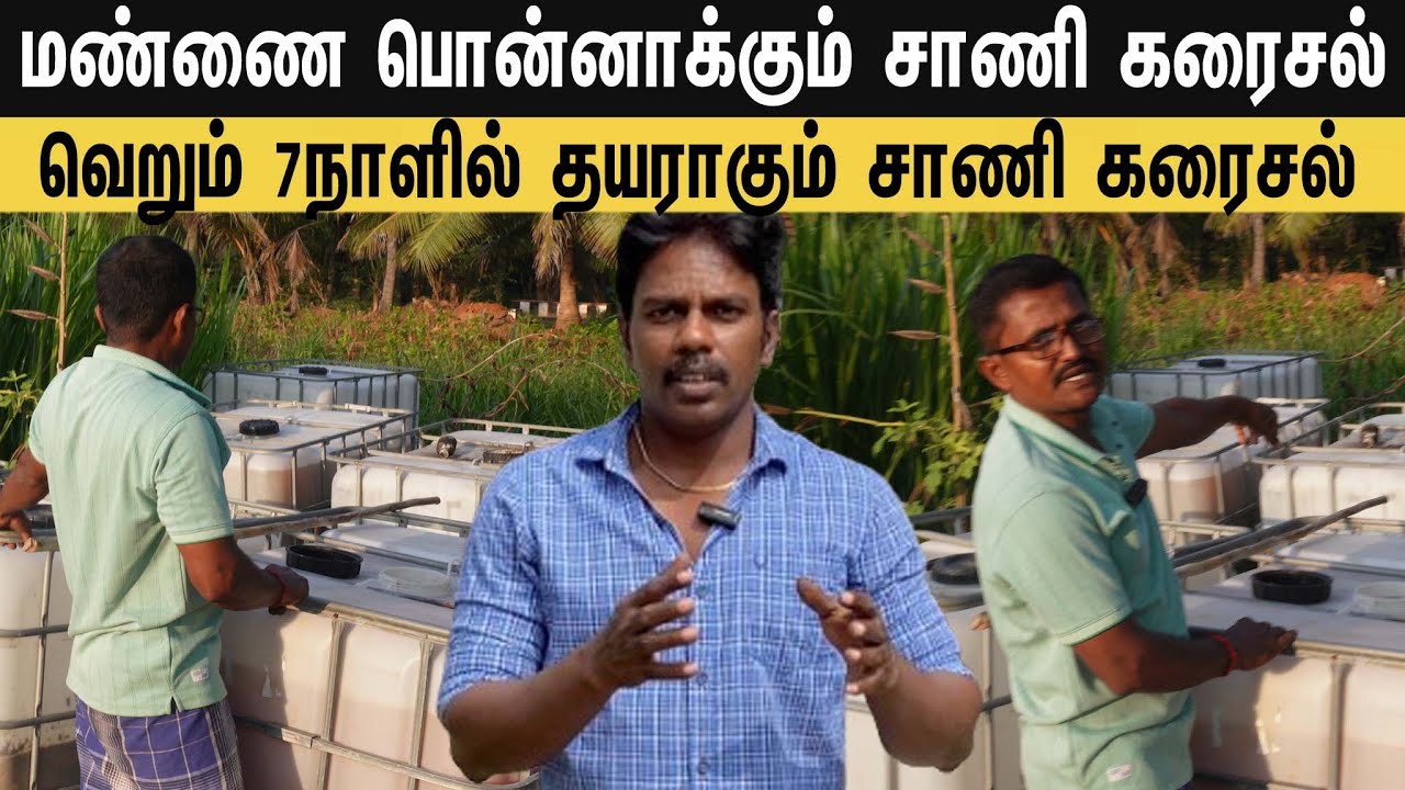 விவசாயிகளுக்கு வரப்பிரசாதம் இந்த சாணி கரைசல் /cow dung solution benefits