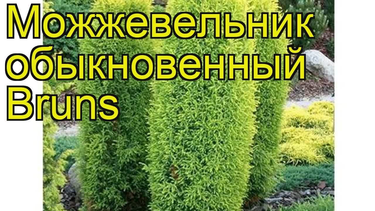 Можжевельник обыкновенный Бранс. Краткий обзор, описание характеристик juniperus communis Bruns
