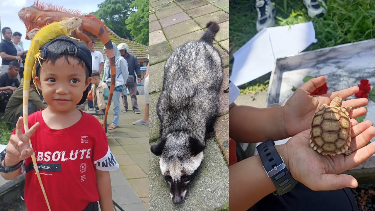 KOPDAR‼️PECINTA HEWAN DI ALUN ALUN WONOSOBO