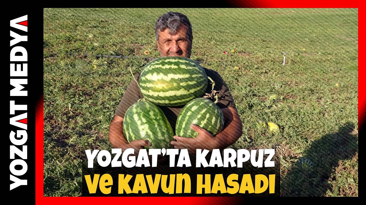 Yozgat'ta hasat zamanı! Türkiye'nin dört bir yanına gidiyor