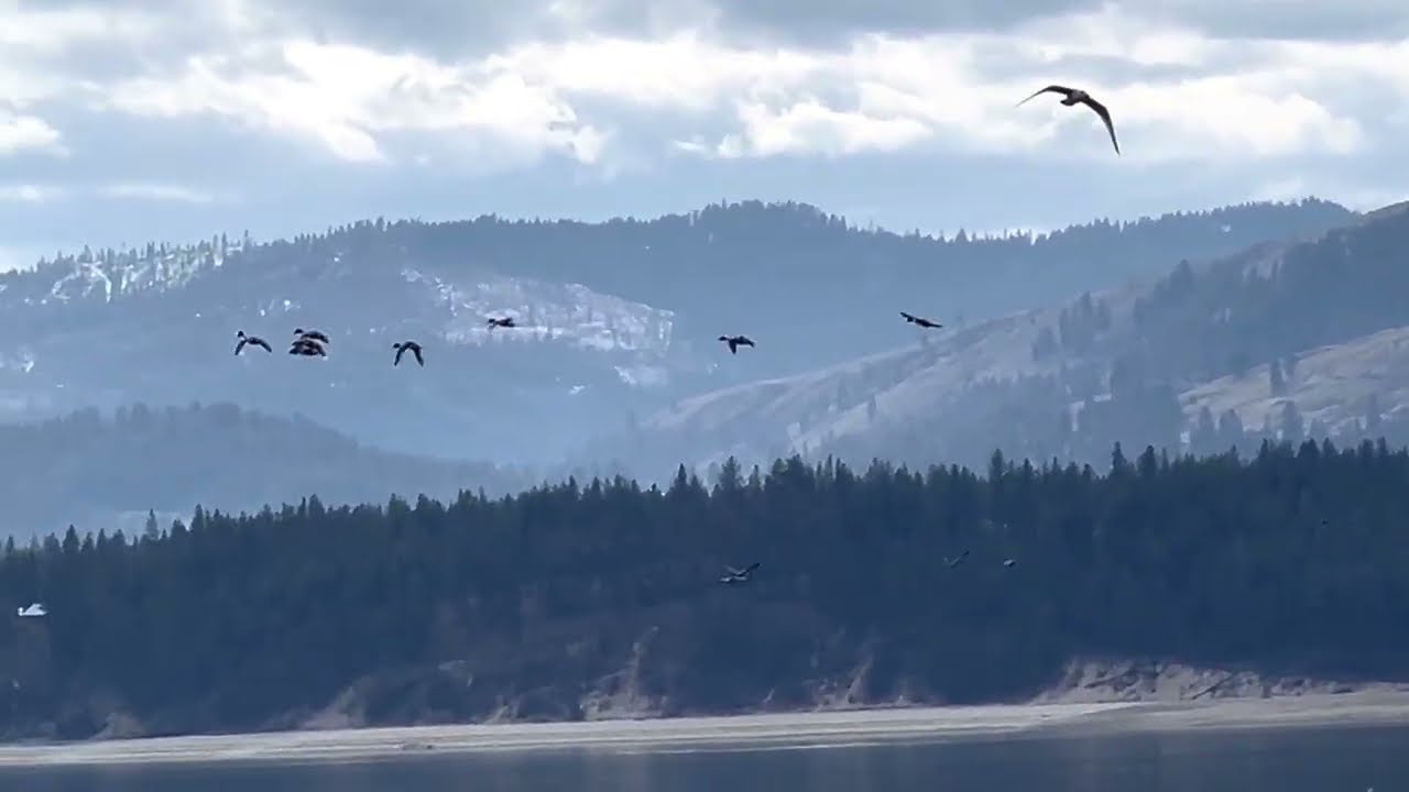 Nature Therapy | Relaxing Nature Walk Around a Bird-Filled Lake