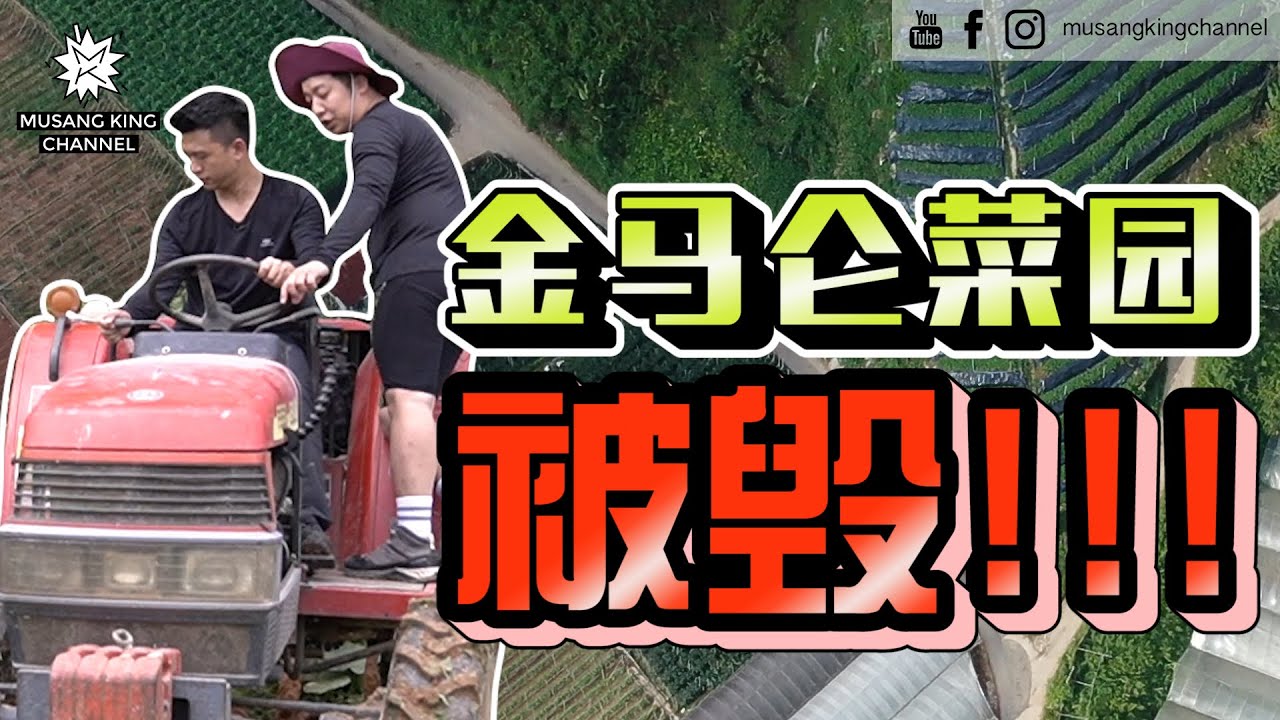 这样种菜！太扯了！差点毁掉金马仑菜园 !?