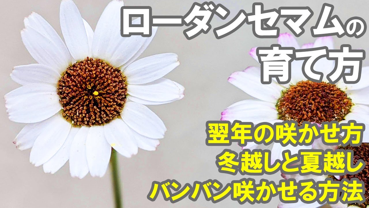 ローダンセマムの育て方 植え替え時期 肥料 切り戻し 株の選び方 翌年までの咲かせ方 挿し芽の時期