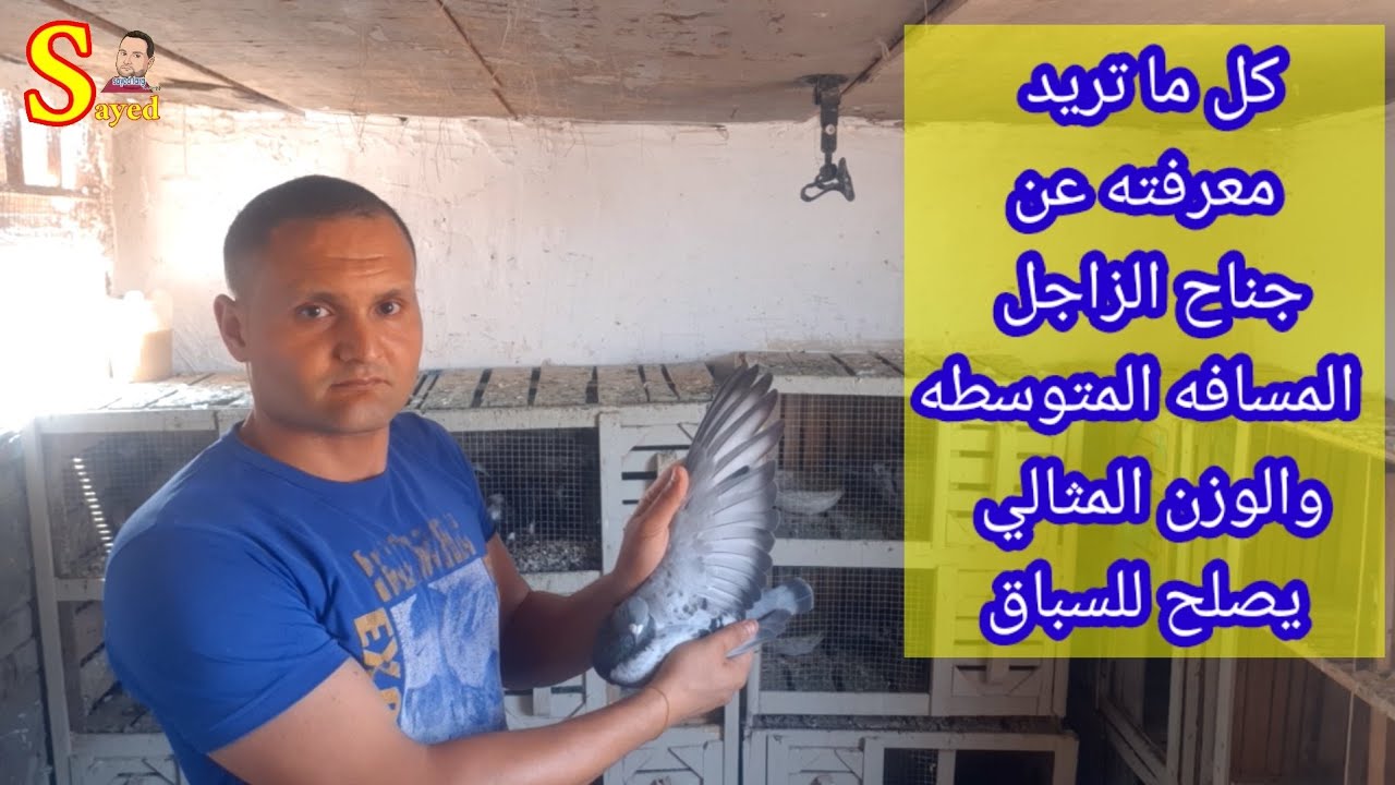 شرح جناح الحمام الزاجل وكل تفاصيل المسافه الوسط والوزن المثالي للفوز في السباق وأفضل تركيبات للفوز