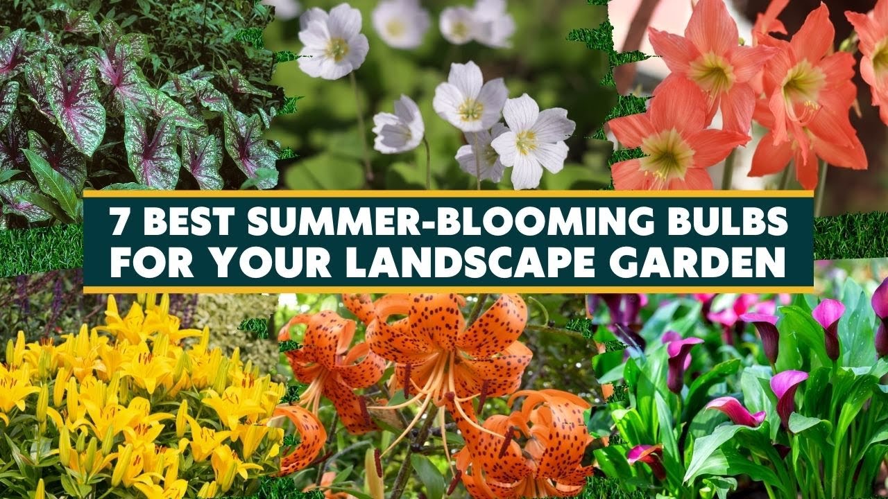 The 7 Best Summer Blooming Bulbs for Your Garden 🍁🌷