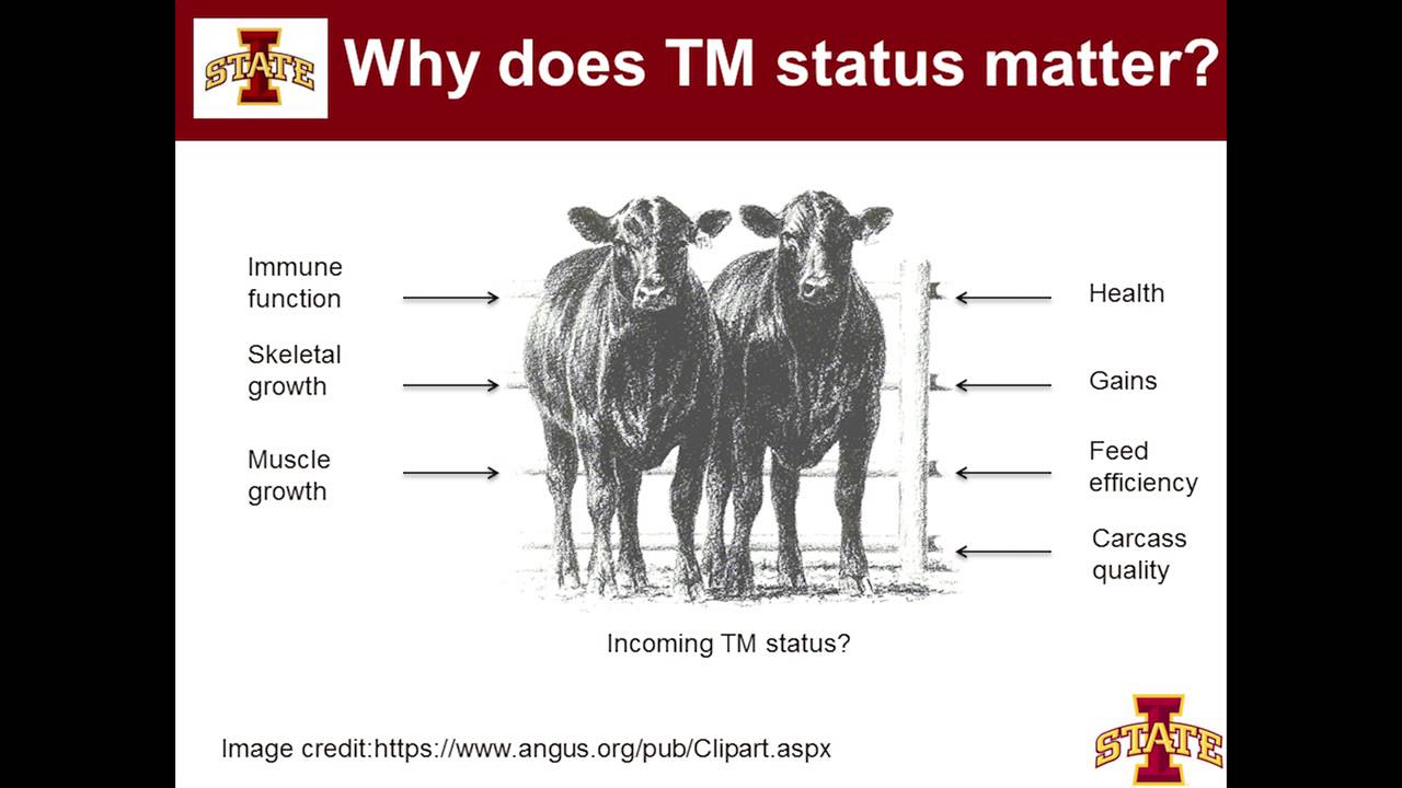 Impact of Calf Mineral Status for Newly Received Feedlot Cattle