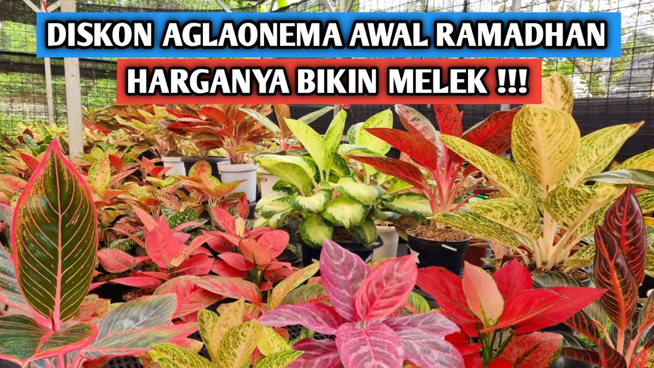 Promo aglaonema awal ramadhan, harganya bikin melek