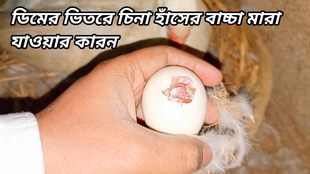 ডিমের ভিতরে চিনা হাঁসের বাচ্চা মারা যাওয়ার কারণ এবং সমাধান|| চিনা হাঁস পালন।