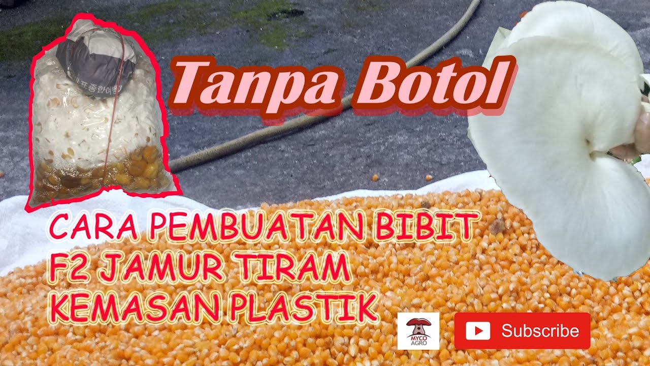 Pembuatan Bibit F2 Jamur Tiram Putih Kemasan Plastik