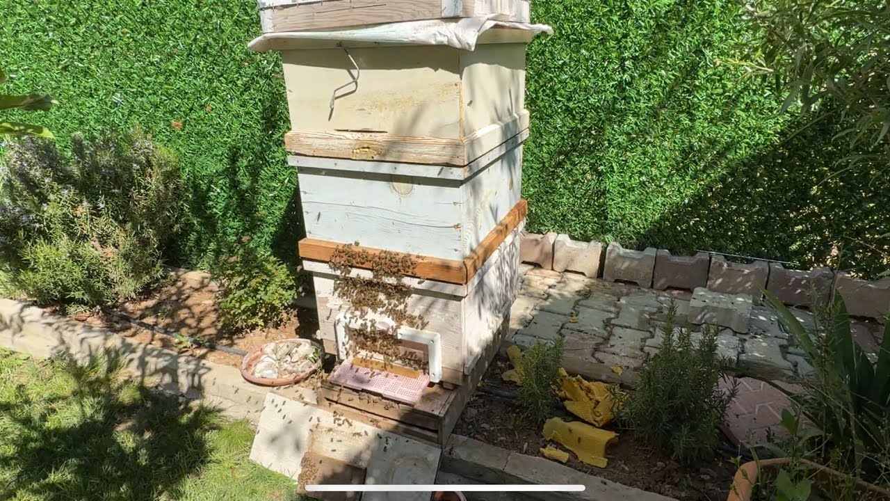 Arıya 3. Kat Nasıl Atılır 04.05.2025 #arı #bee #honeybeesting #beekeeping #honey #bal #beebreeder