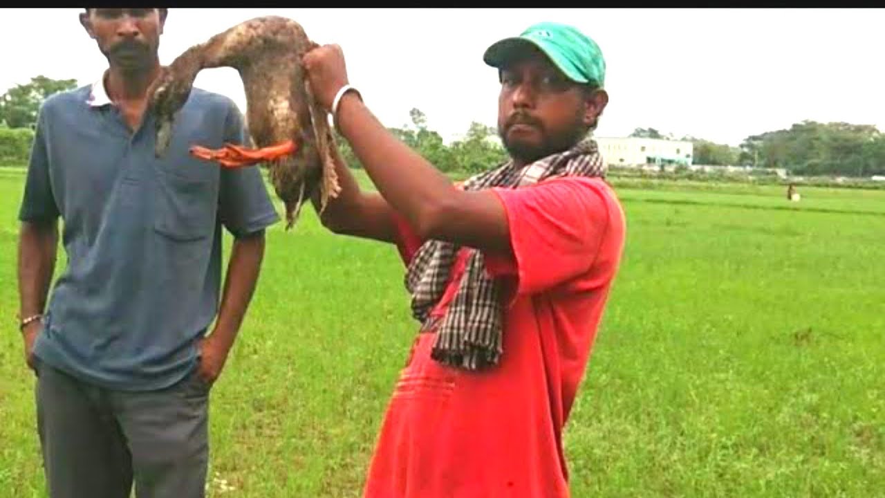 Kosha Duck Curry Cooking Recipe Prepared From Bangali Village Food!!! Bengali Village Style#villfood