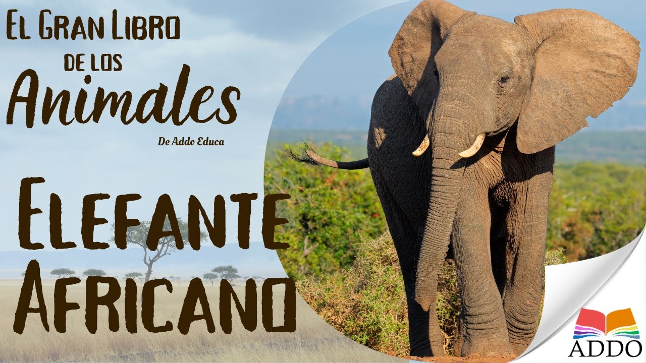 TODO sobre el ELEFANTE AFRICANO para NIÑOS Y NIÑAS