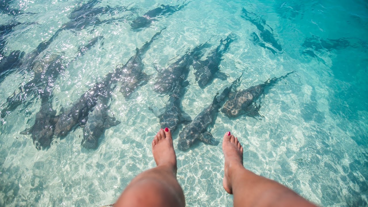 PAS CHICHE DE PLONGER ? (Les Exumas - Bahamas)