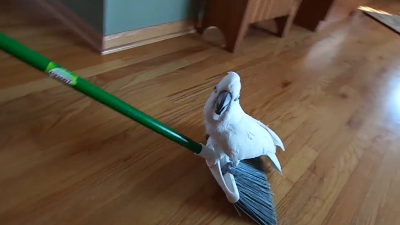 Try Not To Laugh | Funny Birds Video Compilation
