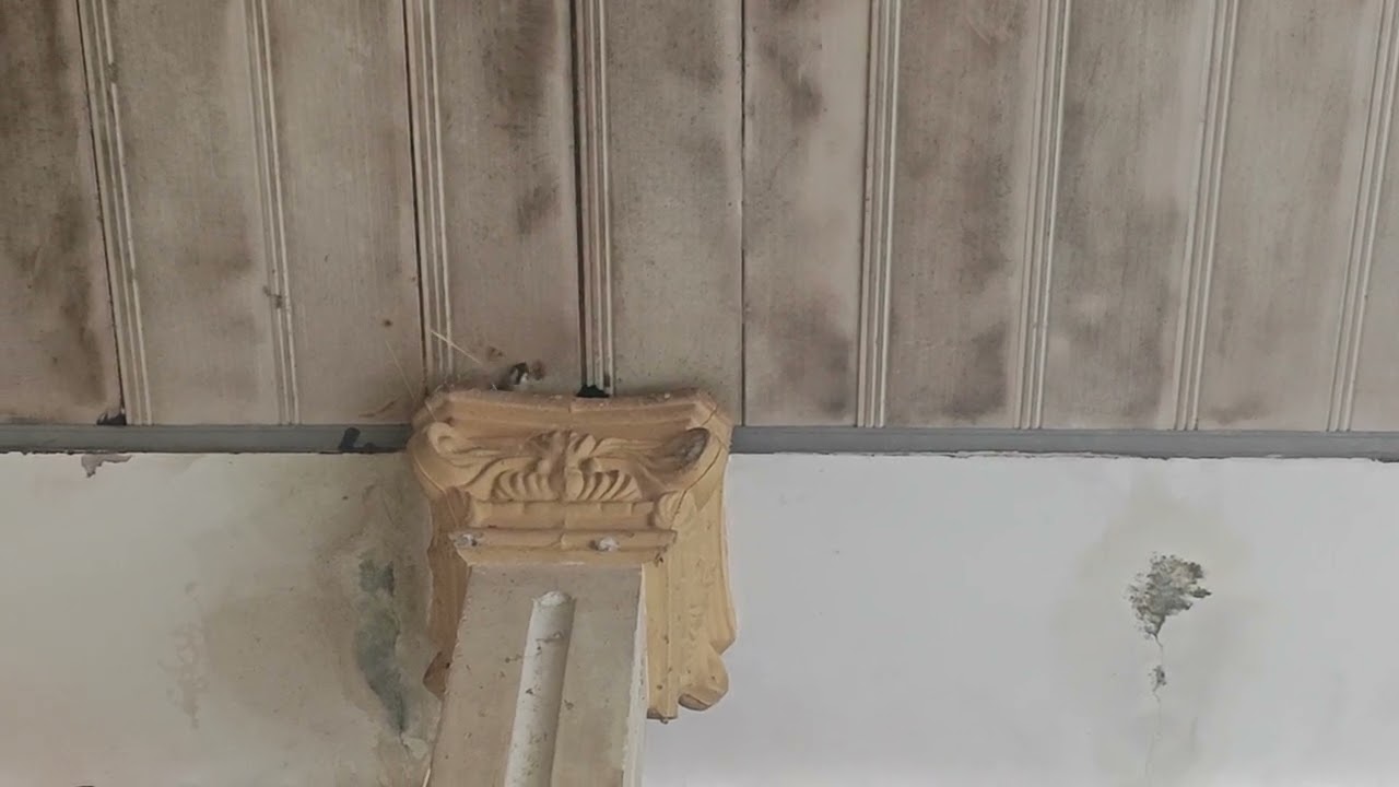 Chim chảo mới tấn công giành tổ con củ trong nhà dân