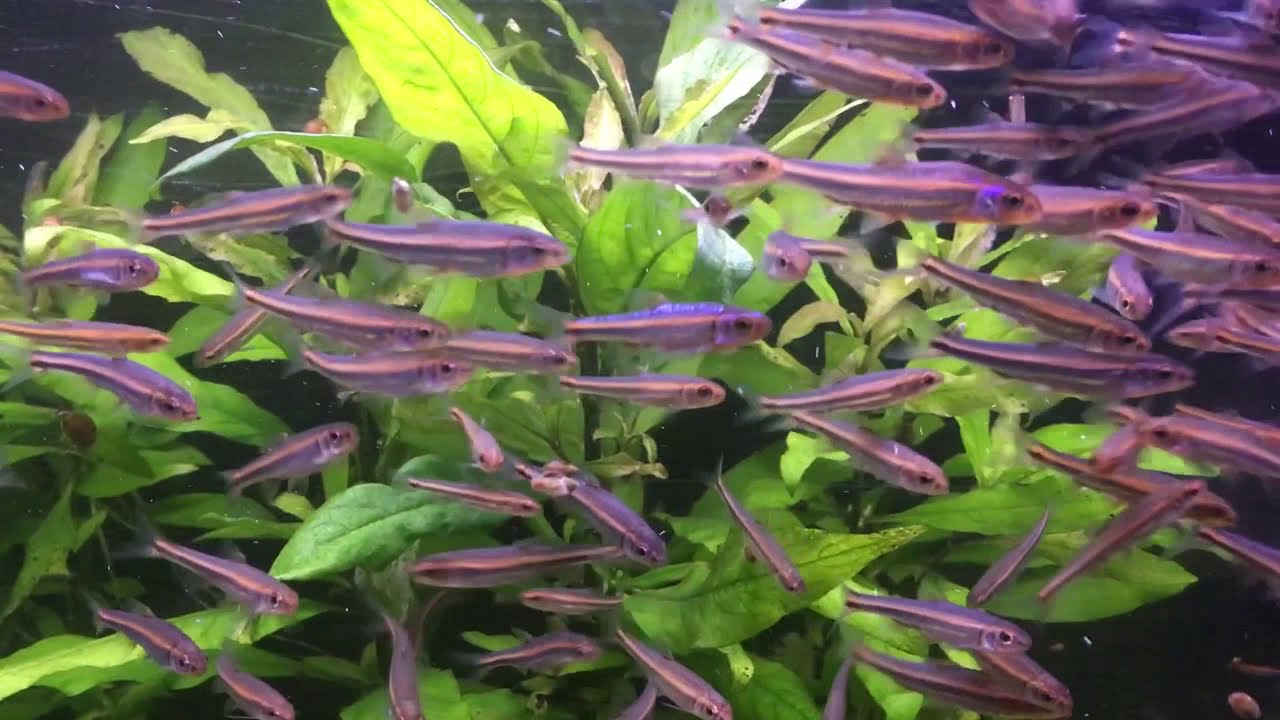 Notropis Chrosomus - reproduction