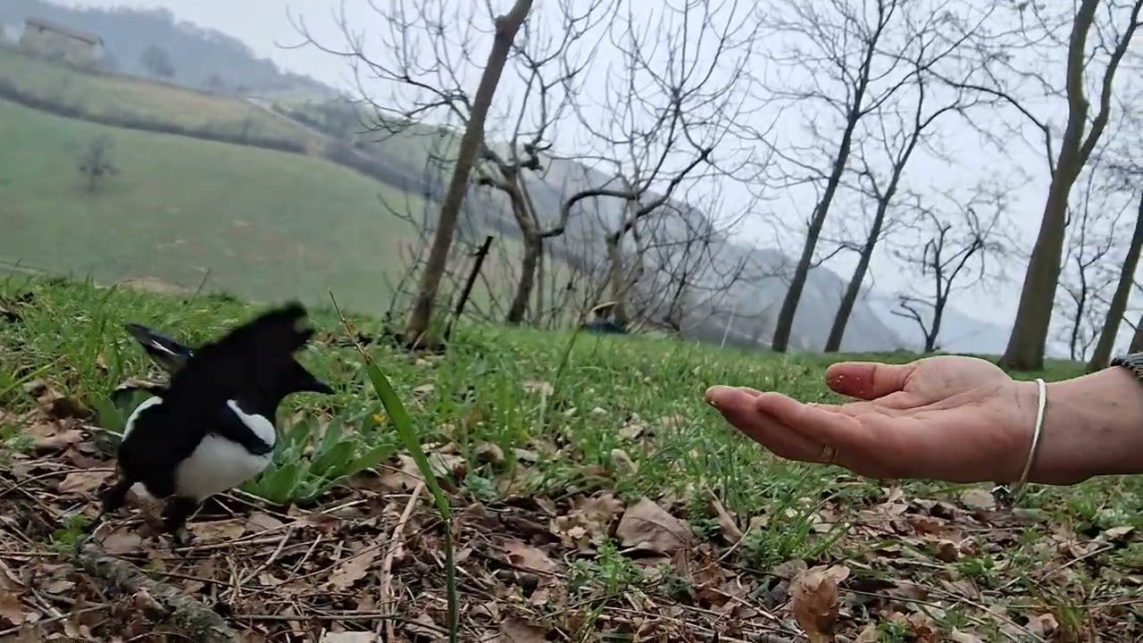 Buongiorno meraviglioso