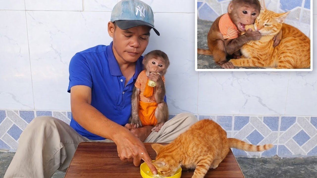 Baby Monkey Cubin and His Kitten Friend Go Wild Over Corn 🌽😹