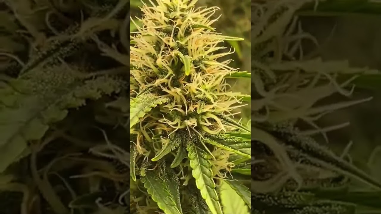 Future #1 strongest strain worldwide! (Marshydro ts1000 too!!)
