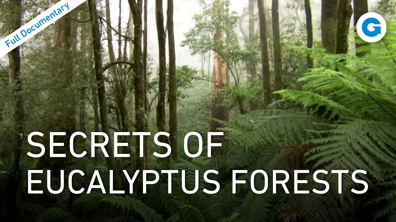 Koalas, Platypus & Echidnas: Down Under’s Strangest Creatures | Full Documentary