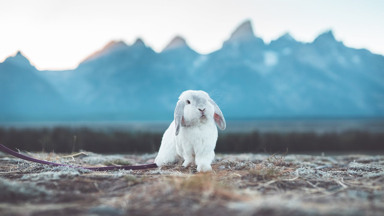 The WONDER BUNNY movie🐰⛰