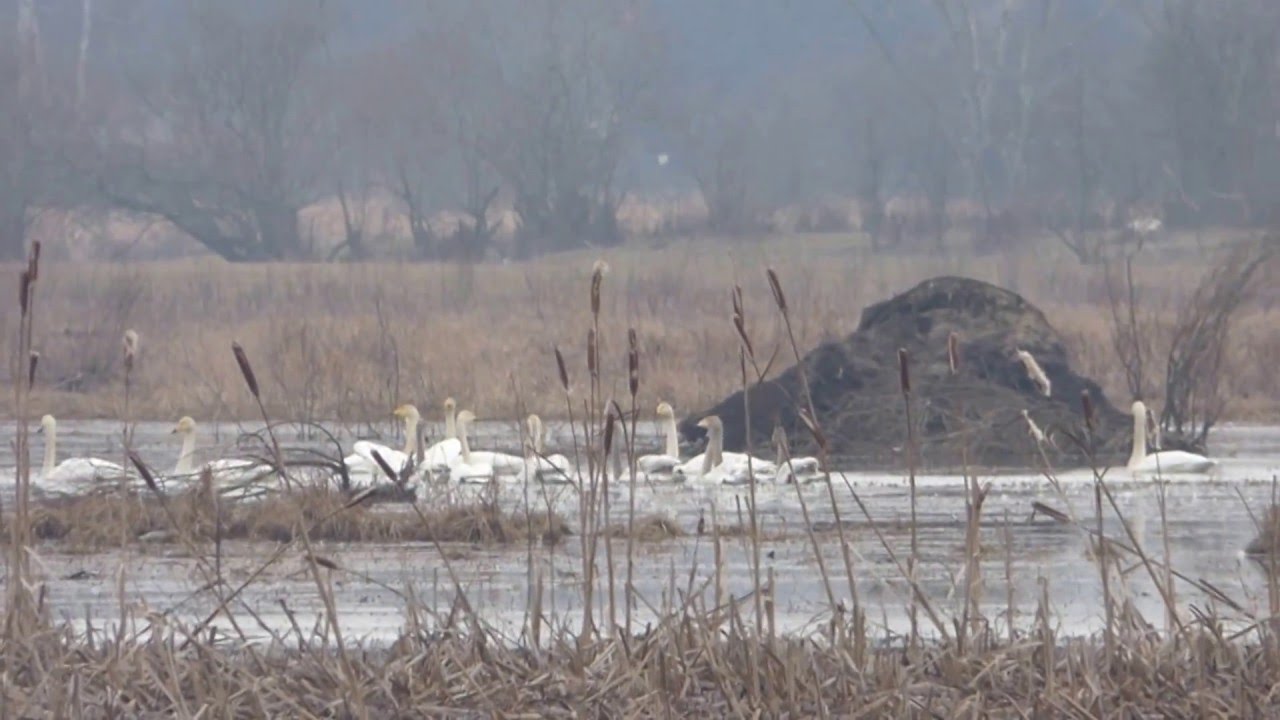 Łabędzie krzykliwe (cygnus cygnus)
