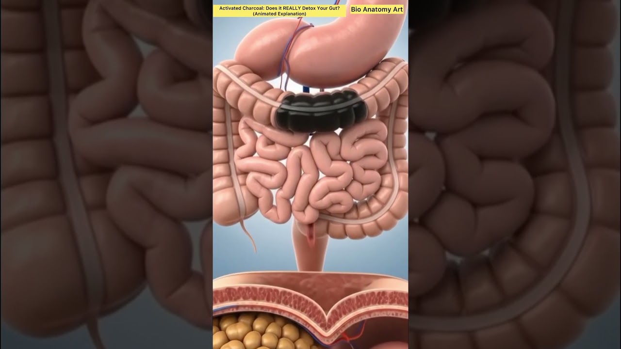 Activated Charcoal: Does it REALLY Detox Your Gut? (Animated Exploration)|Bio Anatomy Art|Gut Health