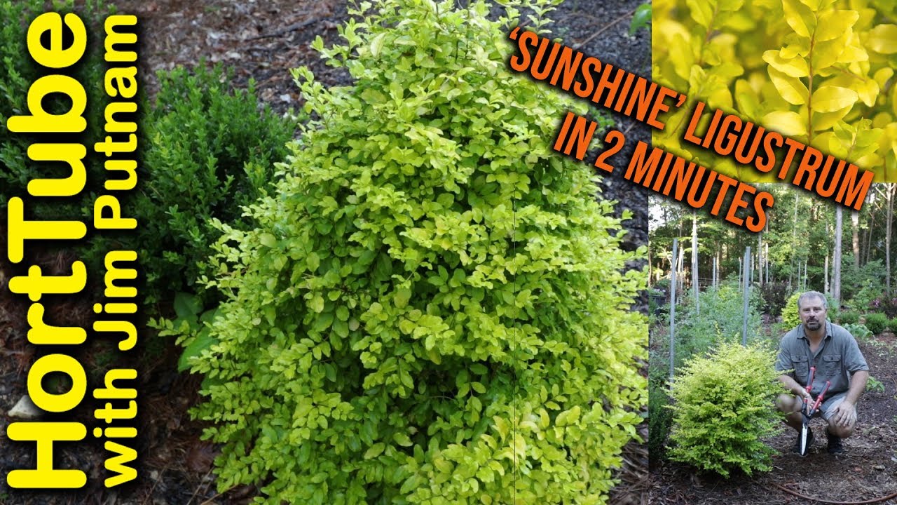 Ligustrum 'Sunshine' w 2 minuty💛🌿