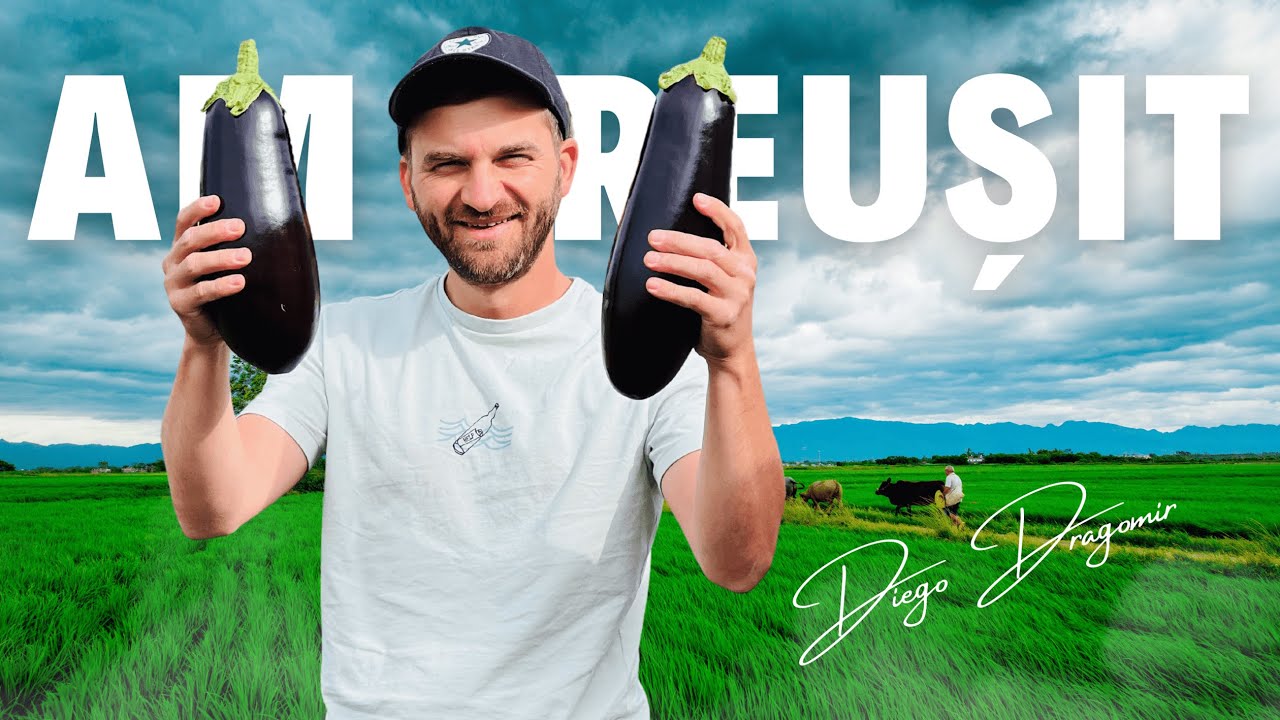 La muncă, la cules de vinete și ardei! Bani, speranțe și multe vise.