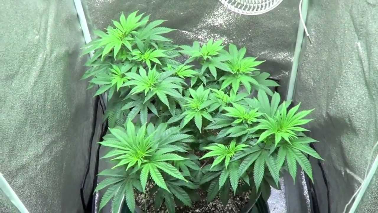 (1) DS-XML-350 LED Grow Light Review - www.AdvancedLEDLights.com -SUPERSOIL
