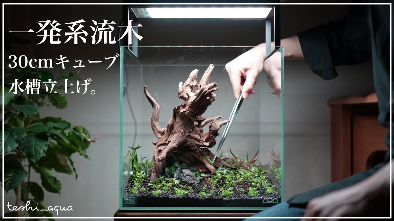 【アクアリウム】30cmキューブ水槽を流木一発で立ち上げる/aquarium/vlog/#31