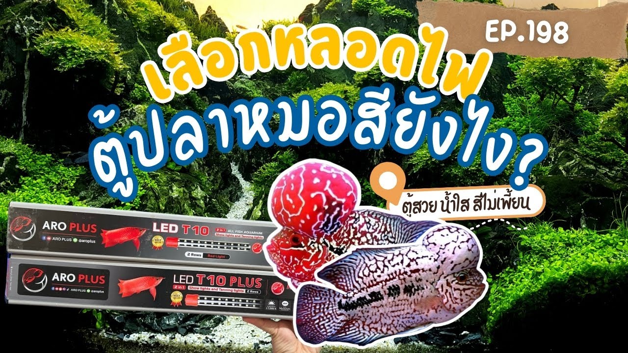 EP.198 มาเลือกหลอดไฟ ที่ช่วยให้ตู้สวยกันครับ