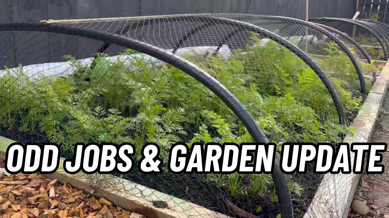 Winter Garden Update - What's Growing in My Garden Right Now!