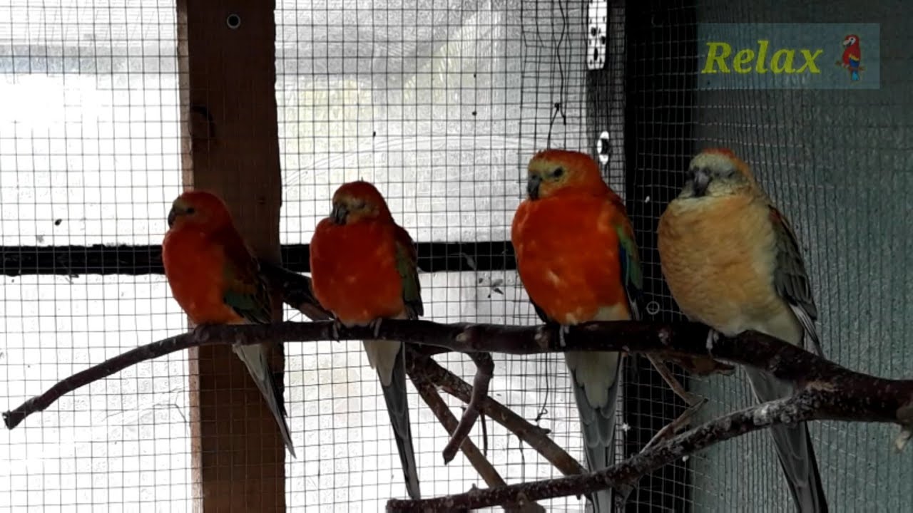#1196-Papugi świergotki odpoczynek relax,odgłosy. Parrots are resting, relaxing, noises