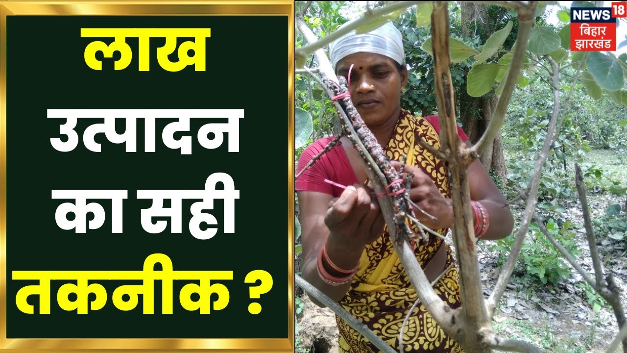 Lac Cultivation | अधिक लाभ के लिए लाख उत्पादन पर जानकारी | Annadata