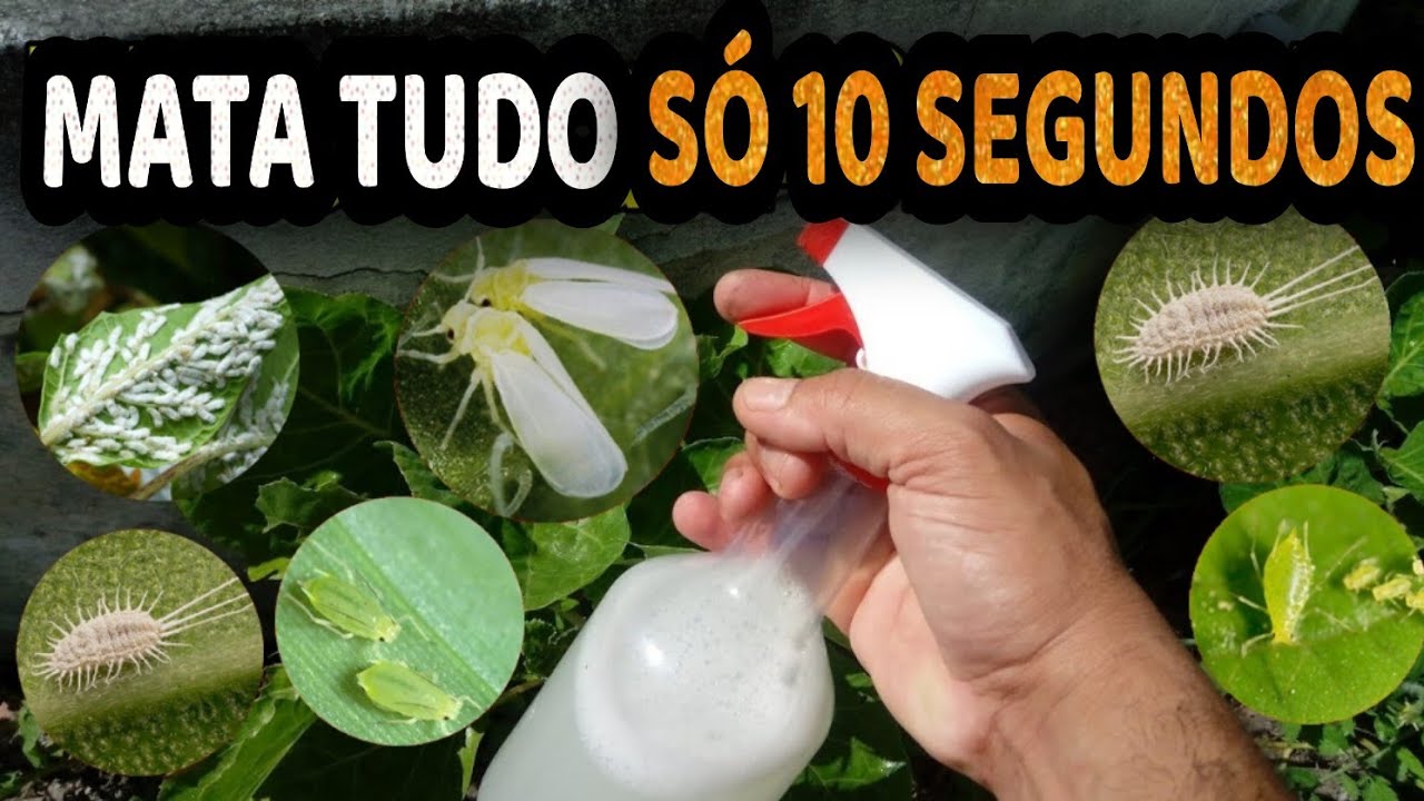 Elimina Pulgão, Cochonilha, Mosca Branca, Formiga, Lagartas - Receita Rápida Sem Gastar NADA